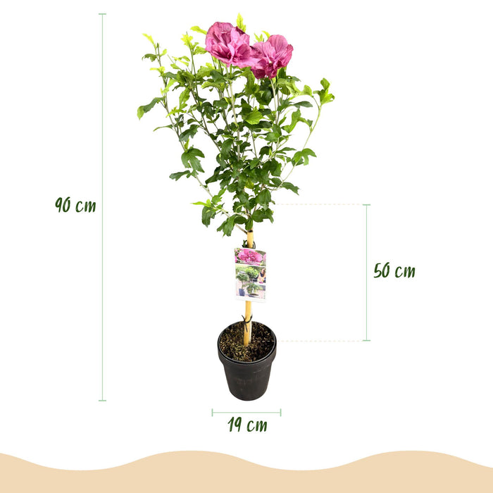 Tuinplant - Hibiscus syriacus Magenta Chiffon® - Plant op stam - Terras Plant - Bladverliezend - Weinig Onderhoud - Pot 19cm Hoogte 90cm