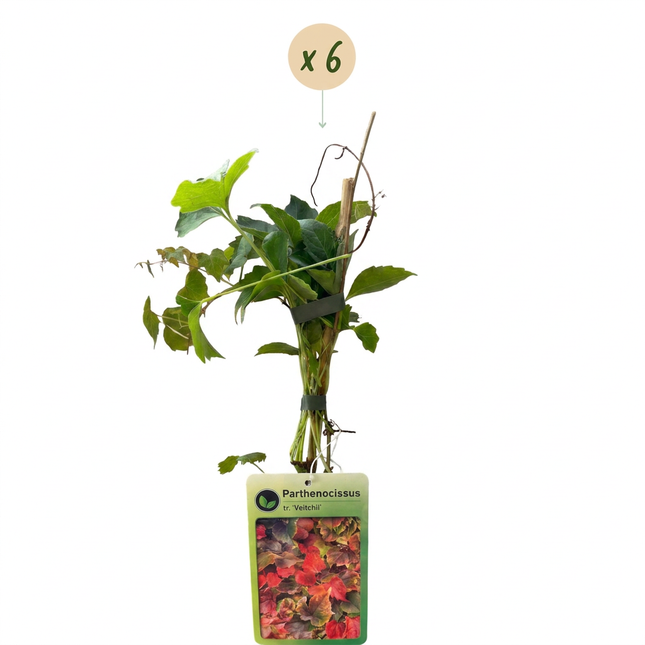 Parthenocissus tr. 'Veitchii Boskoop' - Wilde wingerd 6x - Geel - Groen - Klimplant - Ø9cm - ↕35cm