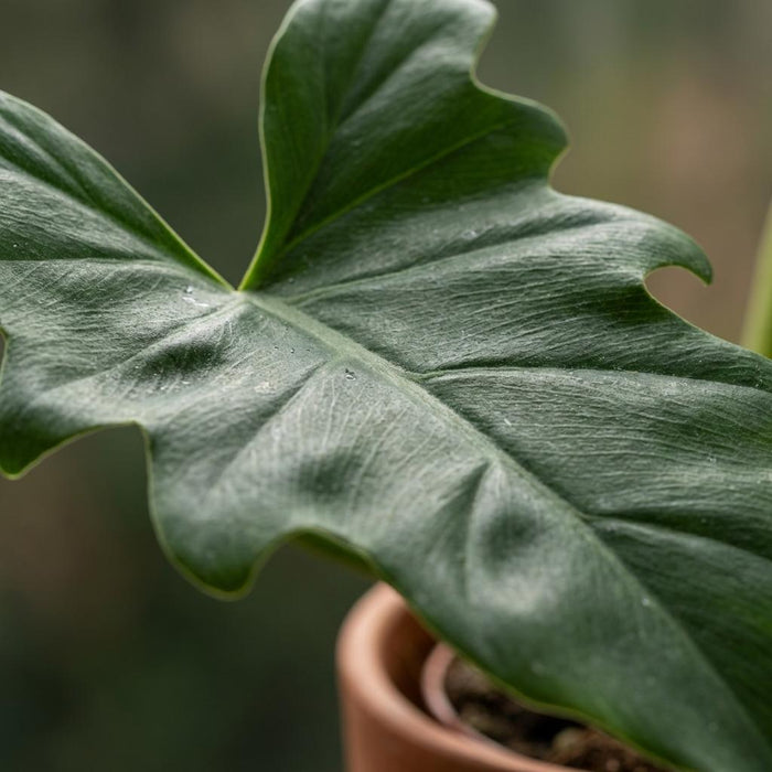 Philodendron Lacerum - ↕65cm - Ø19cm