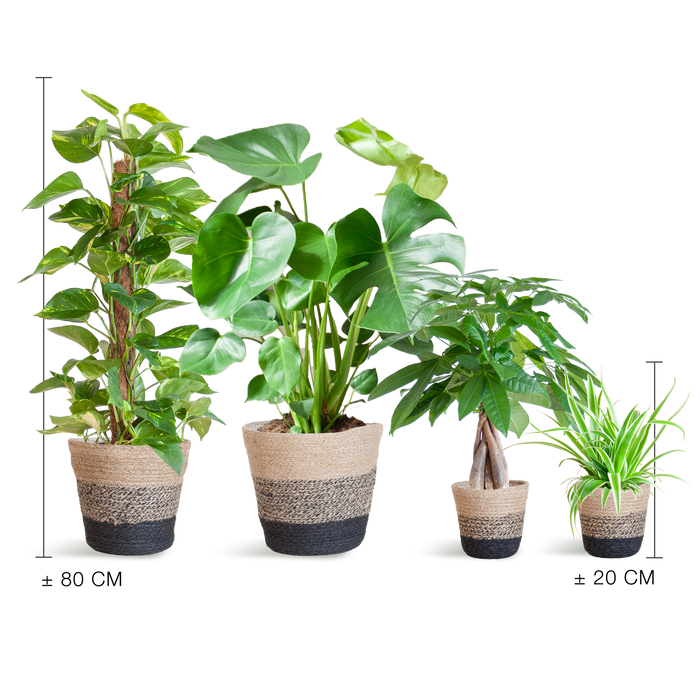Makkelijke Plantenbox - medium - met Mand Lissabon zwart