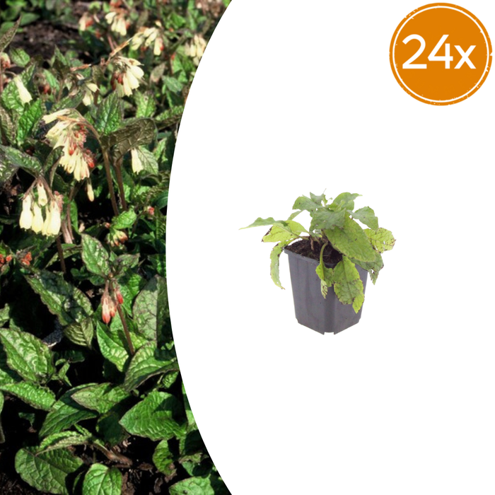 Symphytum grandiflorum - Smeerwortel - ↕10-25cm - Ø9cm - 24x