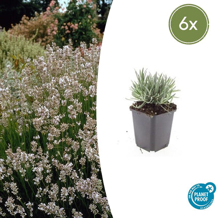 Lavandula intermedia 'Edelweiss' - ↕10-25cm - Ø9cm - 6x