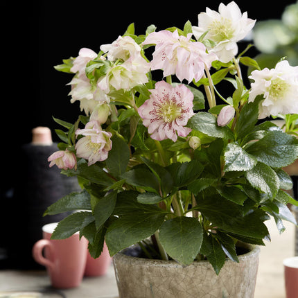 Lenten Rose - Helleborus orientalis Double Ellen Pink - Pink Flower - ↕35cm - Ø14cm
