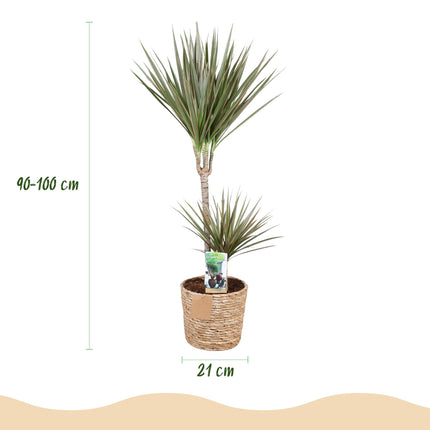 Dracaena Marginata Bicolor - Dragetræ - med kurv - ↕90-100cm - Ø21cm