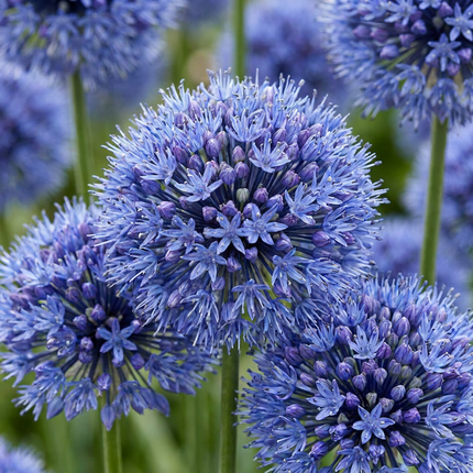 160x Allium Caeruleum - Bloembollen - Blauwe sieralui - Blauw - Zomerbloeier - Bolmaat 4/5