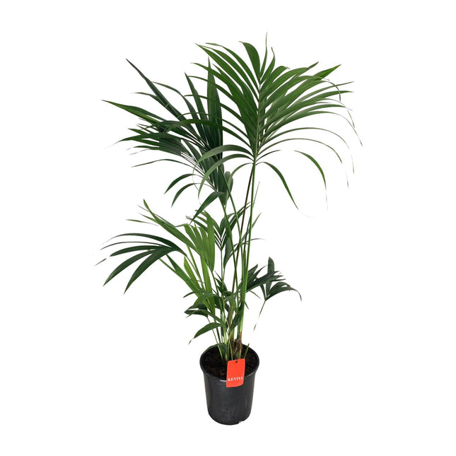 Howea Forsteriana - Kentia Palm - ↕130cm - Ø24cm
