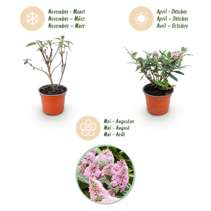 Buddleja davidii Butterfly Candy Little Pink - Vlinderstruik - Compact - Roze - ↕20-25cm - Ø12cm