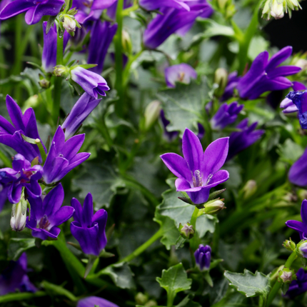 Campanula persicifolia 'Coerulea' - Bellissima campanula - ↕10-25cm - Ø9cm - 6x
