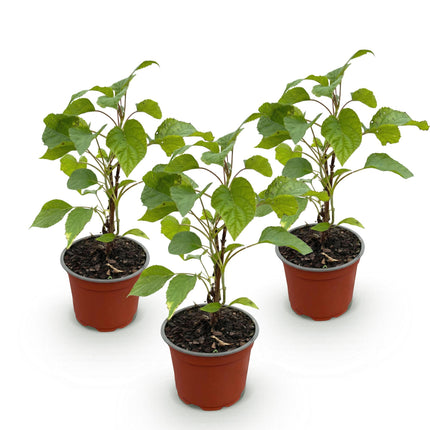 Hydrangea arborescens Annabelle - Ortensia a pannocchia - Resistente - Bianca - 3 piante - Vaso da 12 cm - Altezza 20-30 cm