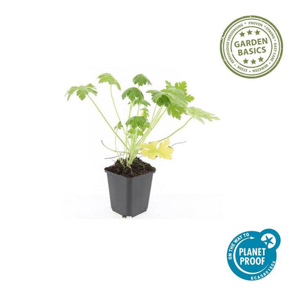 Geranium macrorrhizum 'Spessart' - ↕10-25cm - Ø9cm - 60x