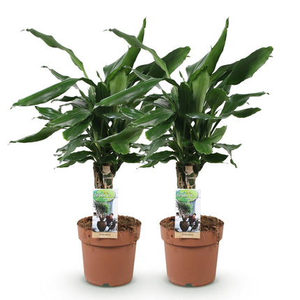 Dracaena fragrans Steudneri - Arbre Sang-Dragon - ↕50-55cm - Ø17cm - 2x
