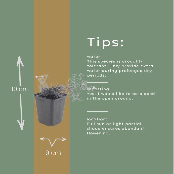 Phlox (S) 'Emerald Cushion Blue' - Kruipphlox - ↕10-25cm - Ø9cm - 6x