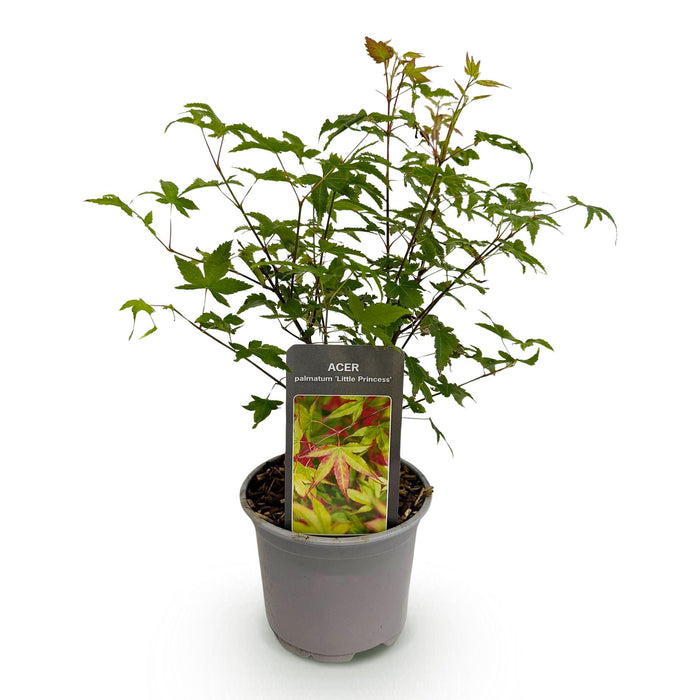 Acer palmatum 'Little Princess' - Grün - 1 Pflanze - Laubabwerfend - Pflegeleicht - Topf 12 cm, Höhe 35 cm