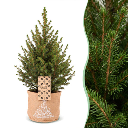 Picea glauca Conica - Kegelspar - Groen - Kerstboom - incl. jute zak - Ø17cm - ↕65cm