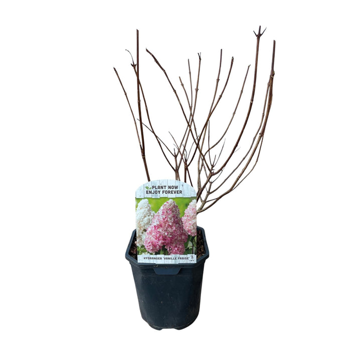 Pluim Hortensia - Hydrangea panniculata Vanille Fraise - Bloem Wit Roze  - 1 Plant - Bladverliezend - Grote Bloemen - Pot 17cm Hoogte 50cm
