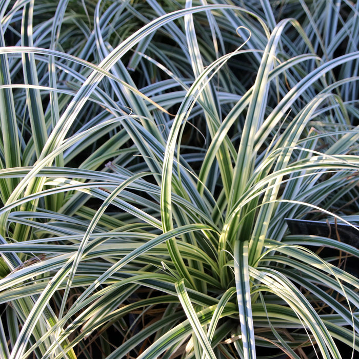 Siergrassen - Carex oshimensis Everest - Wit en Groen - 2 Planten - Bladhoudend - Weinig Onderhoud - Pot 17cm Hoogte 50cm