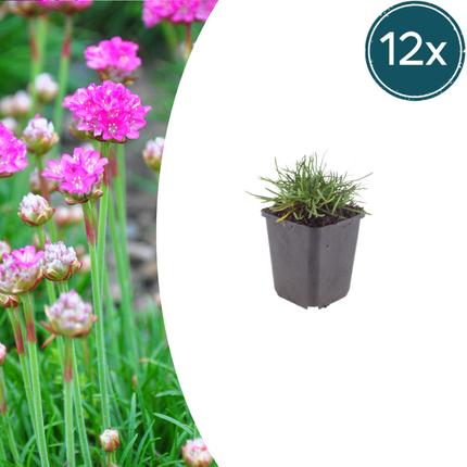 Armeria maritima 'Splendens' - Engels Gras - ↕10-25cm - Ø9cm - 12x