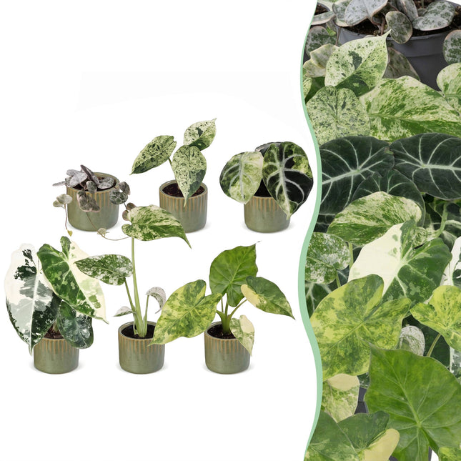 Baby Planten Variegata Mix - Diversen 6x - Tropisch - incl. Linnea Olive - Ø6cm - ↕10-15cm