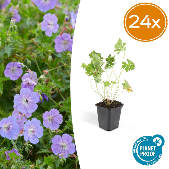 Geranium Rozanne - ↕10-25cm - Ø9cm - 24x