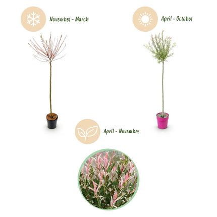 Salix Flamingo - Flamingo Wilg op stam - Ø23cm - ↕140-160cm - 2x