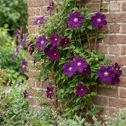 Clematis Warszawska Nike - Bosrank 6x - Rood - Klimplant - Ø9cm - ↕35cm