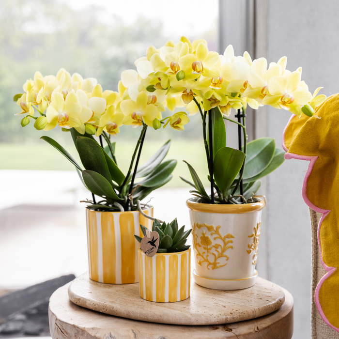 Gele Phalaenopsis orchidee - Albenga - potmaat Ø9cm | bloeiende kamerplant
