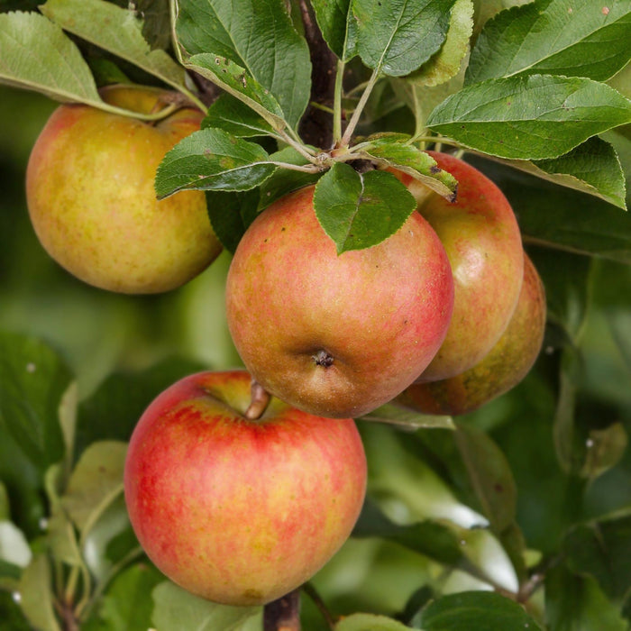 Fruitplant - Appelboom - Malus domestica Elstar - Rode groene Appel - Pot 21cm Hoogte 90cm