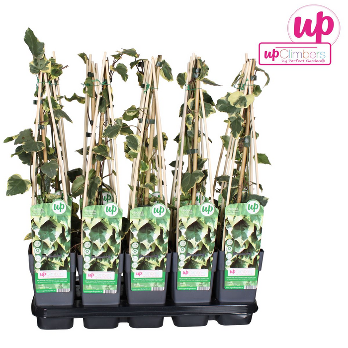 Hedera Colchica 'Dentata Variegata' - ↕65cm - Ø15cm
