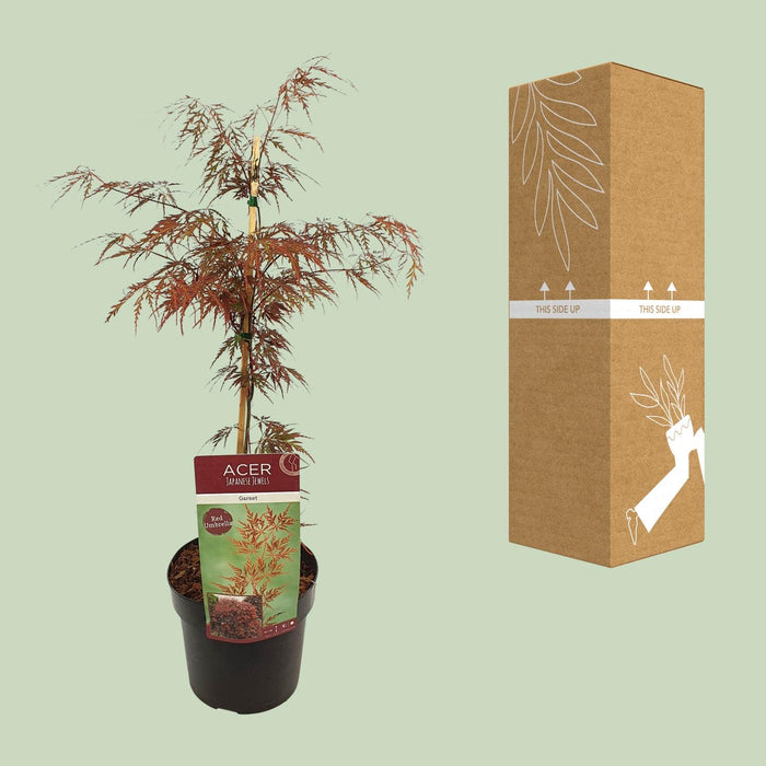 Acer Palmatum 'Garnet' - Japanse Esdoorn - ↕40cm - Ø19cm