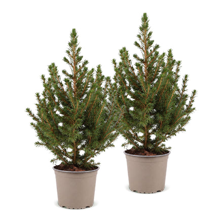 2x Picea glauca Conica - Kegelspar - Groen - Kerstboom - Ø13cm - ↕45cm