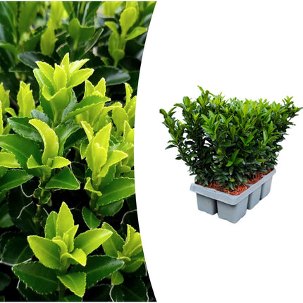 Euonymus 'Green Spire' – Kardinalshut – ↕15 cm – Ø7 cm – 6 Stück