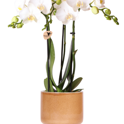 Kolibri Orchids | Weiße Amabilis Orchidee + Bold Cognac Übertopf – Ø9cm
