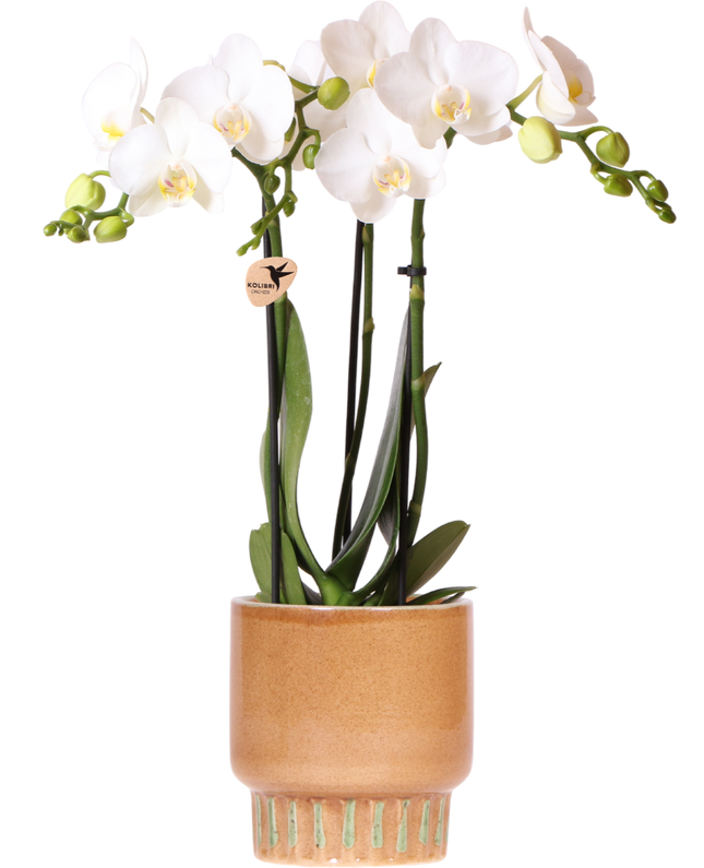 Kolibri Orchids | Witte Amabilis orchidee + Bold Cognac sierpot – Ø9cm