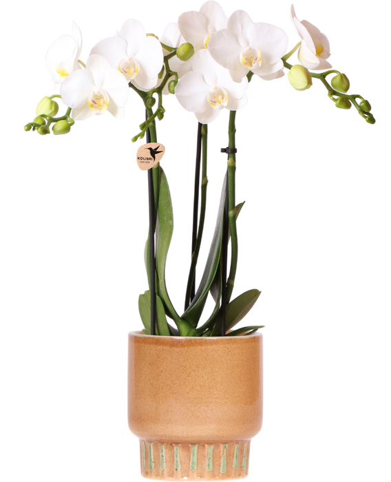 Kolibri Orchids | Witte Amabilis orchidee + Bold Cognac sierpot – potmaat Ø9cm | bloeiende kamerplant – vers van de kweker