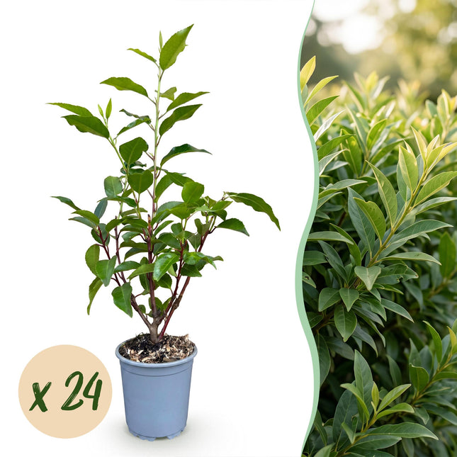 Prunus lusitanica Angustifolia - Portugese Laurier - 24x Haagplanten - Groenblijvend - Groen - Pot 9cm - Hoogte 25-35cm