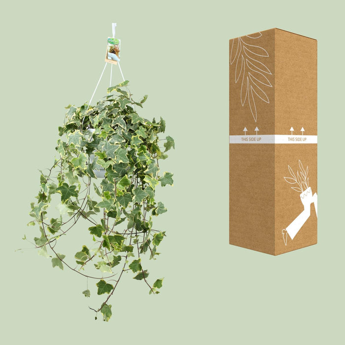 Hedera Helix Gold Child - Hang/XXL - ↕55cm - Ø24cm