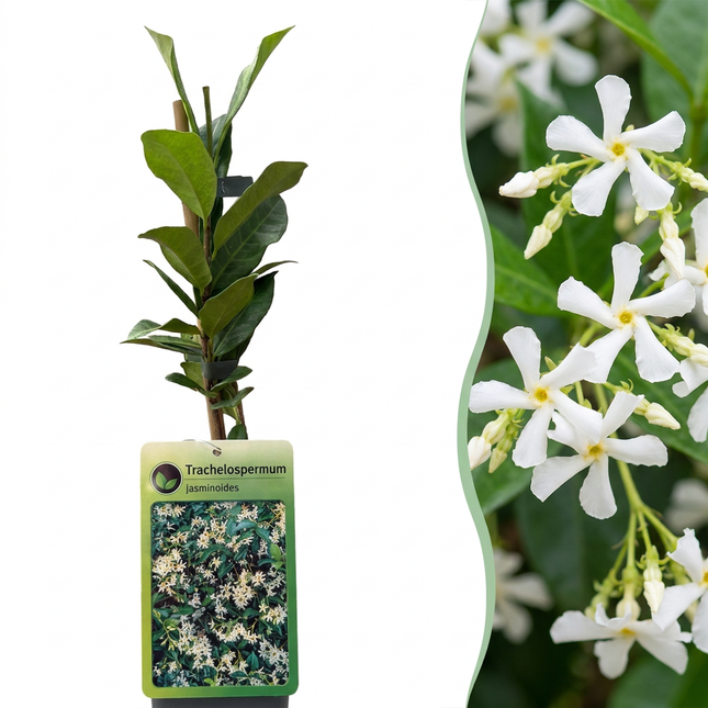 Trachelospermum jasminoides - Sterjasmijn 4x - Wit - Klimplant - Ø9cm - ↕35cm