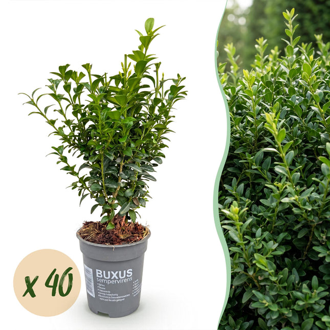 Buxus sempervirens - Palmboompje - 40x Haagplanten - Groenblijvend - Groen - Pot 9cm - Hoogte 20-25cm