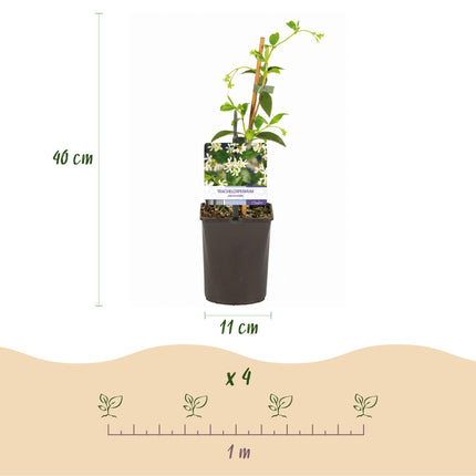 Toscaanse jasmijn - Trachelospermum jasminoides - Bloem Wit - ↕40cm - Ø11cm - 2x