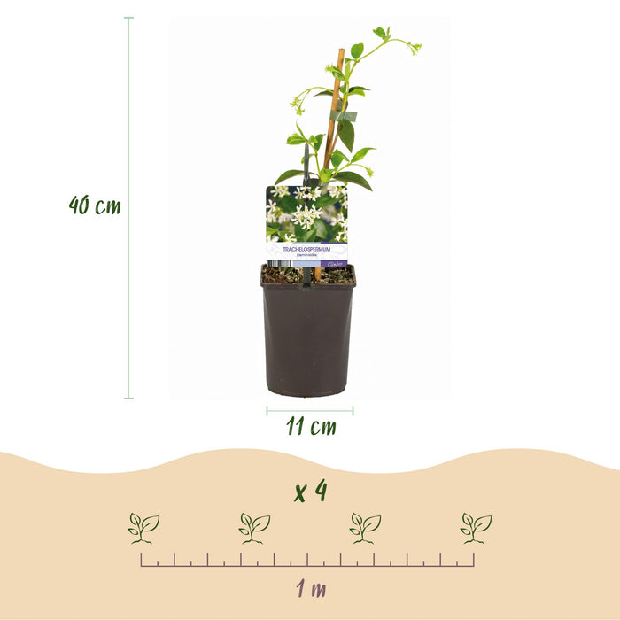 Toscaanse jasmijn - Trachelospermum jasminoides - Bloem Wit - Groenblijvend  - 2 planten - Pot 11cm Hoogte 40cm
