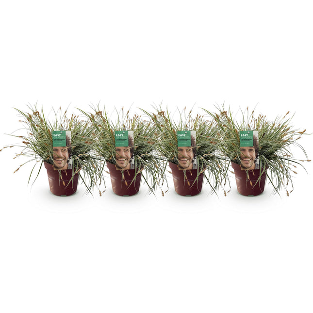 Carex oshimensis Everest - Zegge - Wit en Groen - ↕50cm - Ø17cm - 4x