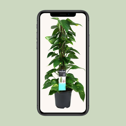 Scindapsus - Epipremnum - ↕80cm - Ø19cm