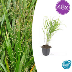 Collection image for: Hakonechloa Macra (Erba di montagna giapponese)