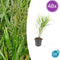 Hakonechloa Macra (Japans Berggras)