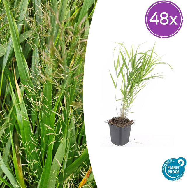 Hakonechloa Macra - Herbe de montagne japonaise - ↕10-25cm - Ø9cm - 48x