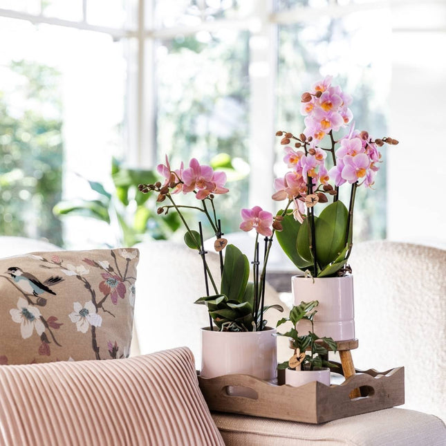 Kolibri Home | Pastellblomkruka - Rosa
