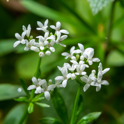 Galium odoratum - Asperula dolce - ↕10-25cm - Ø9cm - 6x