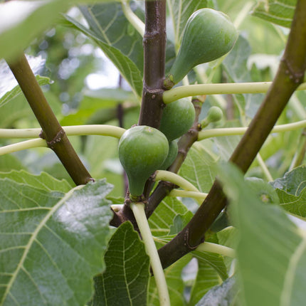 Ficus Gustissimo Perretta - ↕50cm - Ø19cm