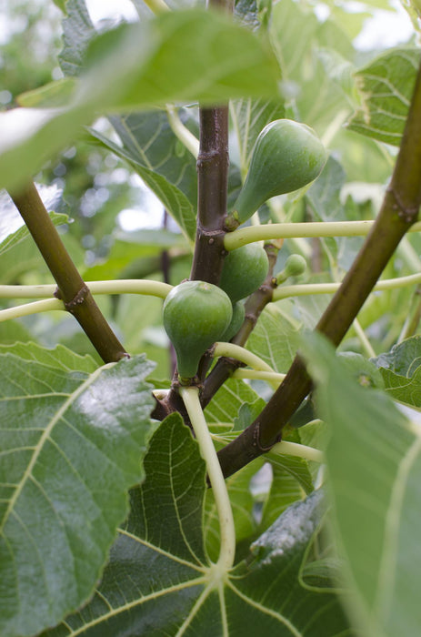 Ficus Gustissimo Perretta - ↕50cm - Ø19cm