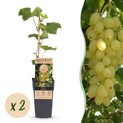 Vitis vinifera Lakemont - Vid - Resistente - Uva dorada - 2 plantas - Maceta de 15 cm - Altura 50 cm